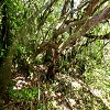 Plants: image 37 Of 208 Thumb